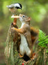 Squirrel & Sparrow - Paint by Diamonds
